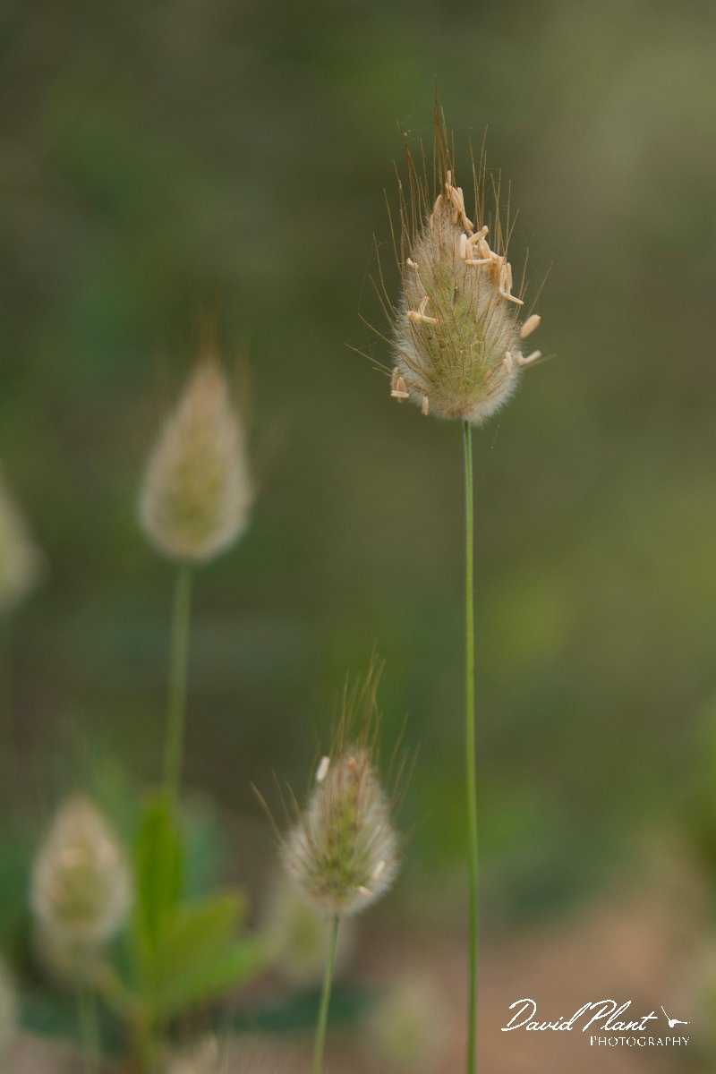 DPPhotography - Mallorca - Harestail, Lagurus ovatus - B.jpg - Harestail, Lagurus ovatus - Cala Mondrago, Mallorca