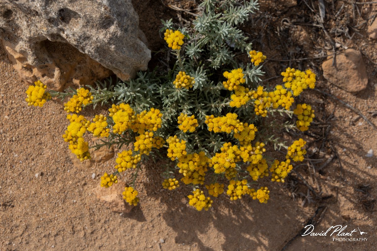 DPPhotography - Mallorca - Helichrysum stoechas - B.jpg - Helichrysum stoechas - Cap de Ses Salines, Mallorca
