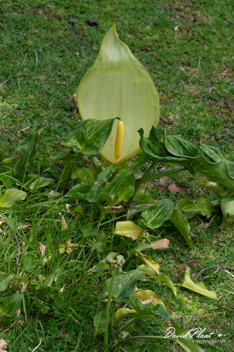 DPPhotography - Mallorca - Italian lords and ladies, Arum italicum - A.jpg - Italian lords and ladies, Arum italicum - Cuber Reservoir, Mallorca