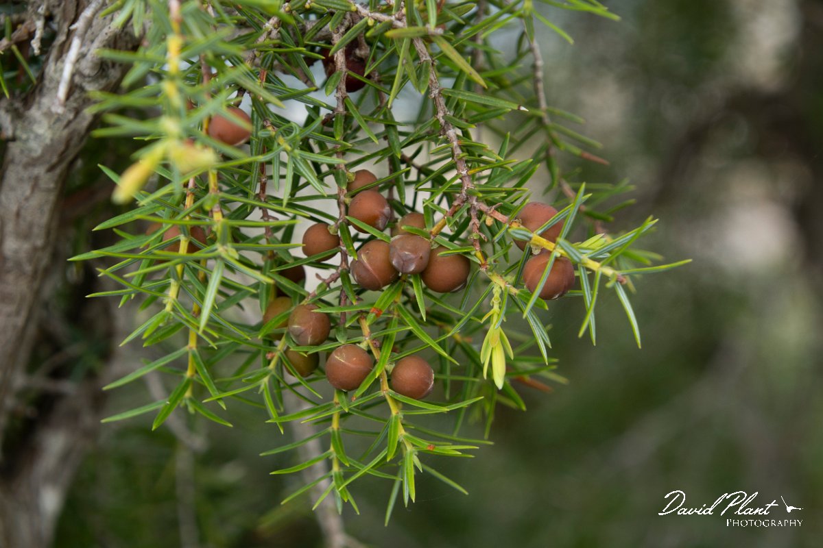 DPPhotography - Mallorca - Juniperus oxycedrus ssp. macrocarpa - A.jpg - Juniperus oxycedrus ssp. macrocarpa - Castell d'Alaro, Mallorca