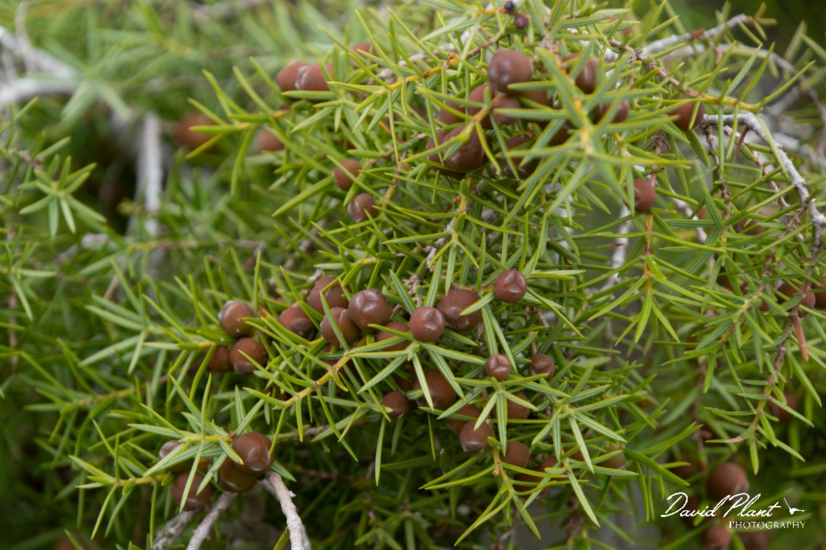 DPPhotography - Mallorca - Juniperus oxycedrus ssp. macrocarpa - B.jpg - Juniperus oxycedrus ssp. macrocarpa - Castell d'Alaro, Mallorca