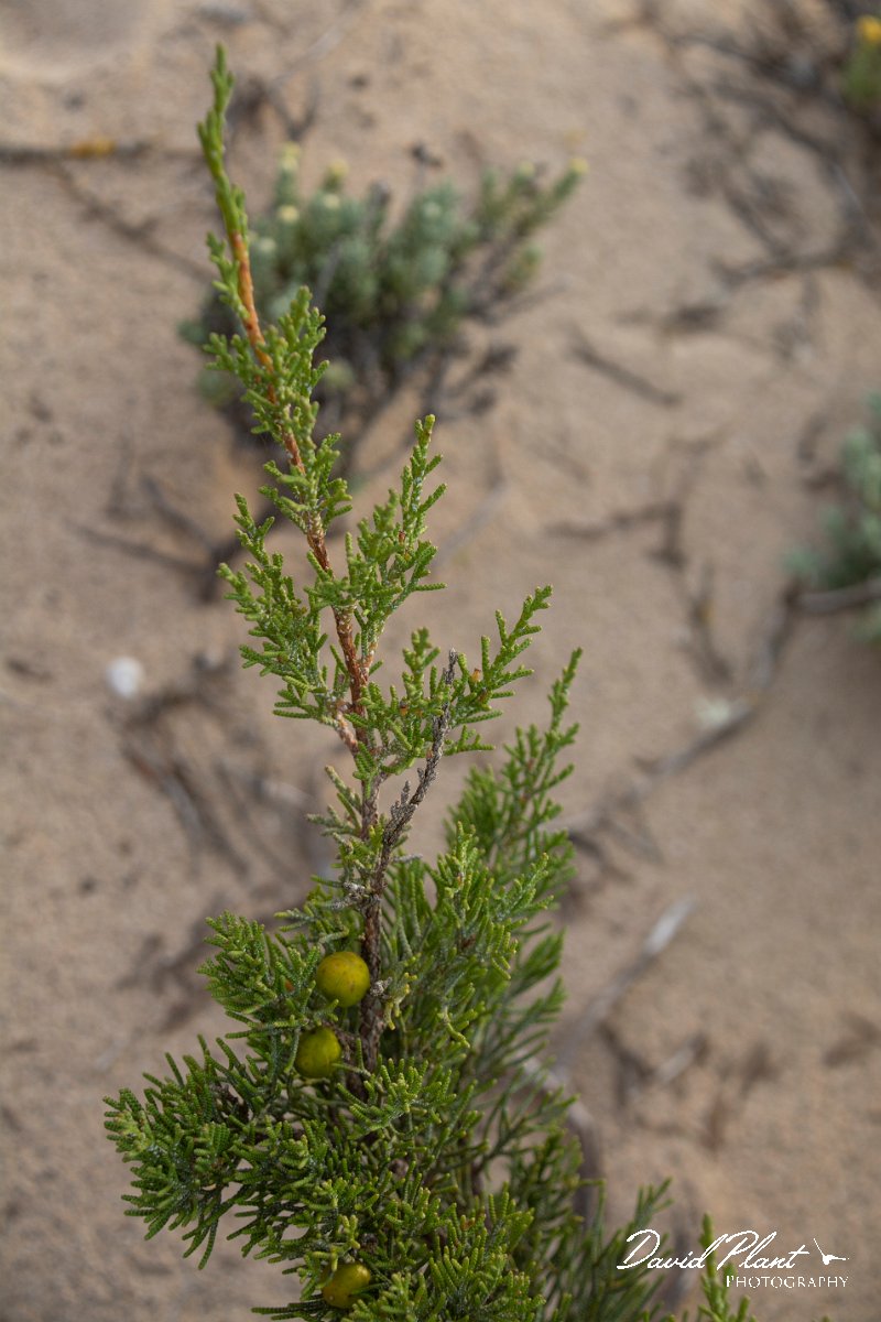 DPPhotography - Mallorca - Juniperus phoenicea - A.jpg - Juniperus phoenicea - Son Serra de Marina sand dunes, Mallorca
