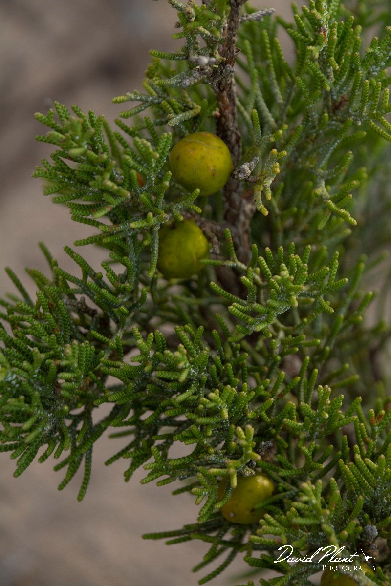 DPPhotography - Mallorca - Juniperus phoenicea - B.jpg - Juniperus phoenicea - Son Serra de Marina sand dunes, Mallorca