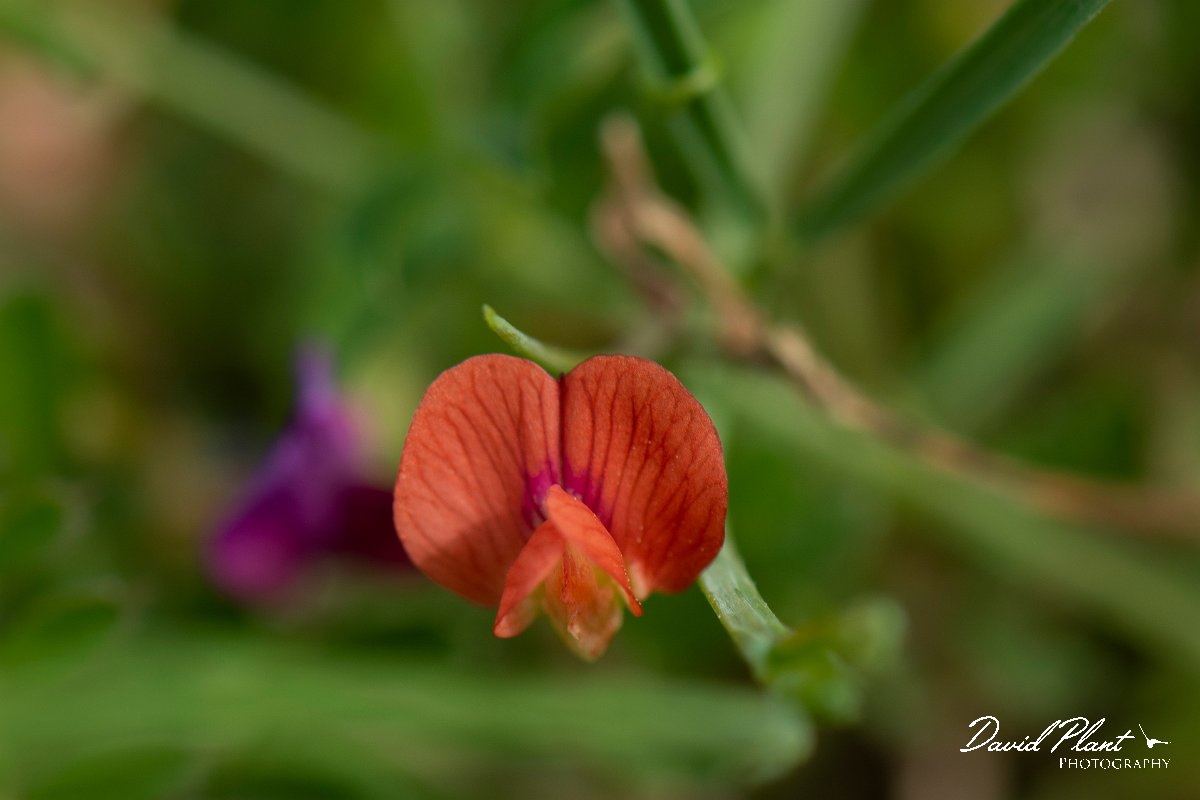 DPPhotography - Mallorca - Lathyrus sphaericus - A.jpg - Lathyrus sphaericus - Betlam coast, Mallorca