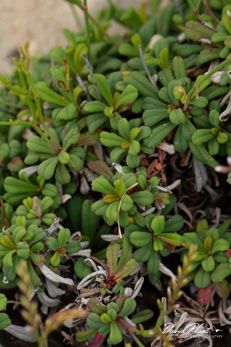 DPPhotography - Mallorca - Limonium minutum - A.jpg - Limonium minutum - Colonia Sant Jordi, Mallorca