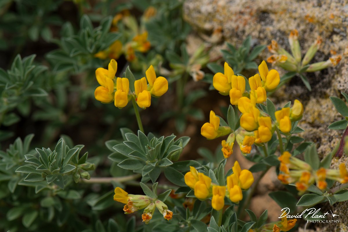 DPPhotography - Mallorca - Lotus cytisoides - C.jpg - Lotus cytisoides - Colonia Sant Jordi, Mallorca