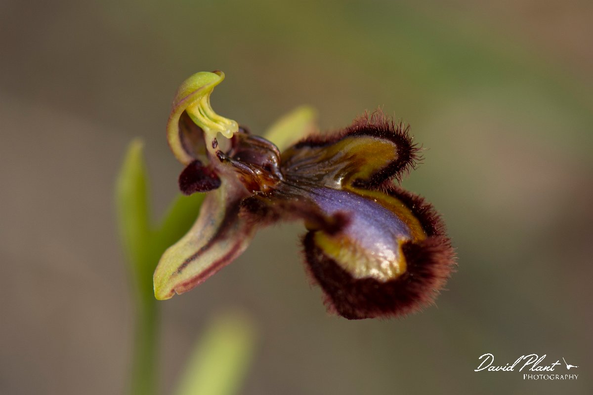 DPPhotography - Mallorca - Ophrys speculum - C.jpg - Ophrys speculum - Betlam coast, Mallorca