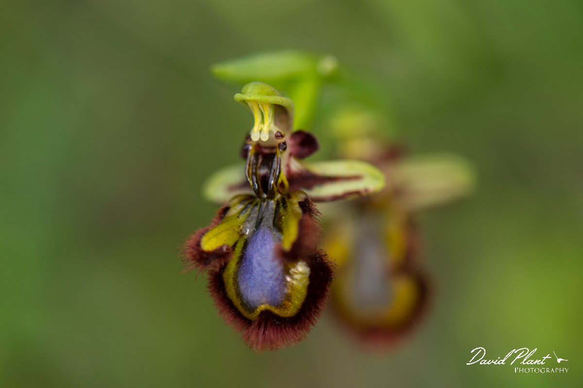 DPPhotography - Mallorca - Ophrys speculum - E.jpg - Ophrys speculum - Betlam coast, Mallorca