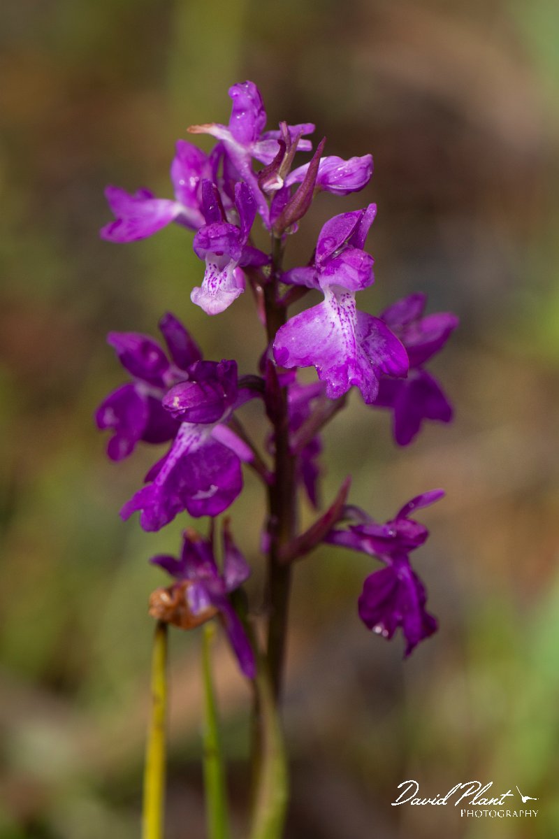 DPPhotography - Mallorca - Orchis robusta - A.jpg - Orchis robusta - s'Albufera, Mallorca