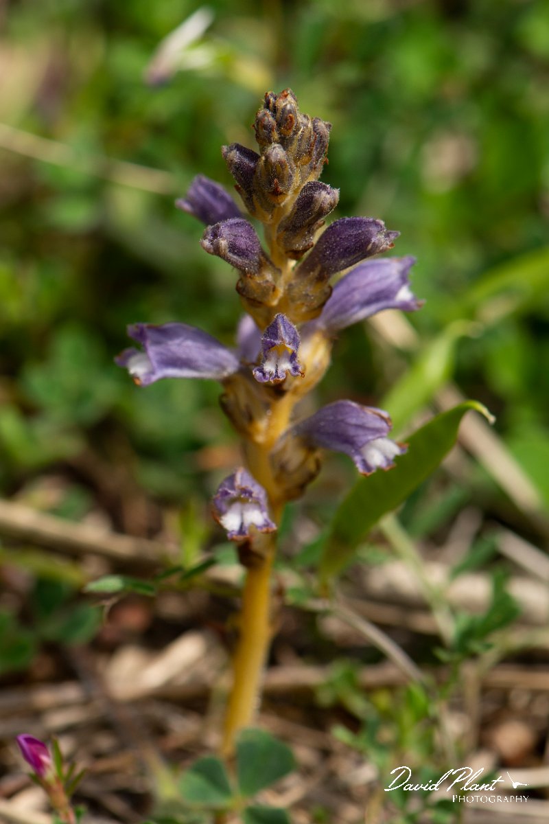 DPPhotography - Mallorca - Orobanche mutelii - A.jpg - Orobanche mutelii - Betlam coast, Mallorca