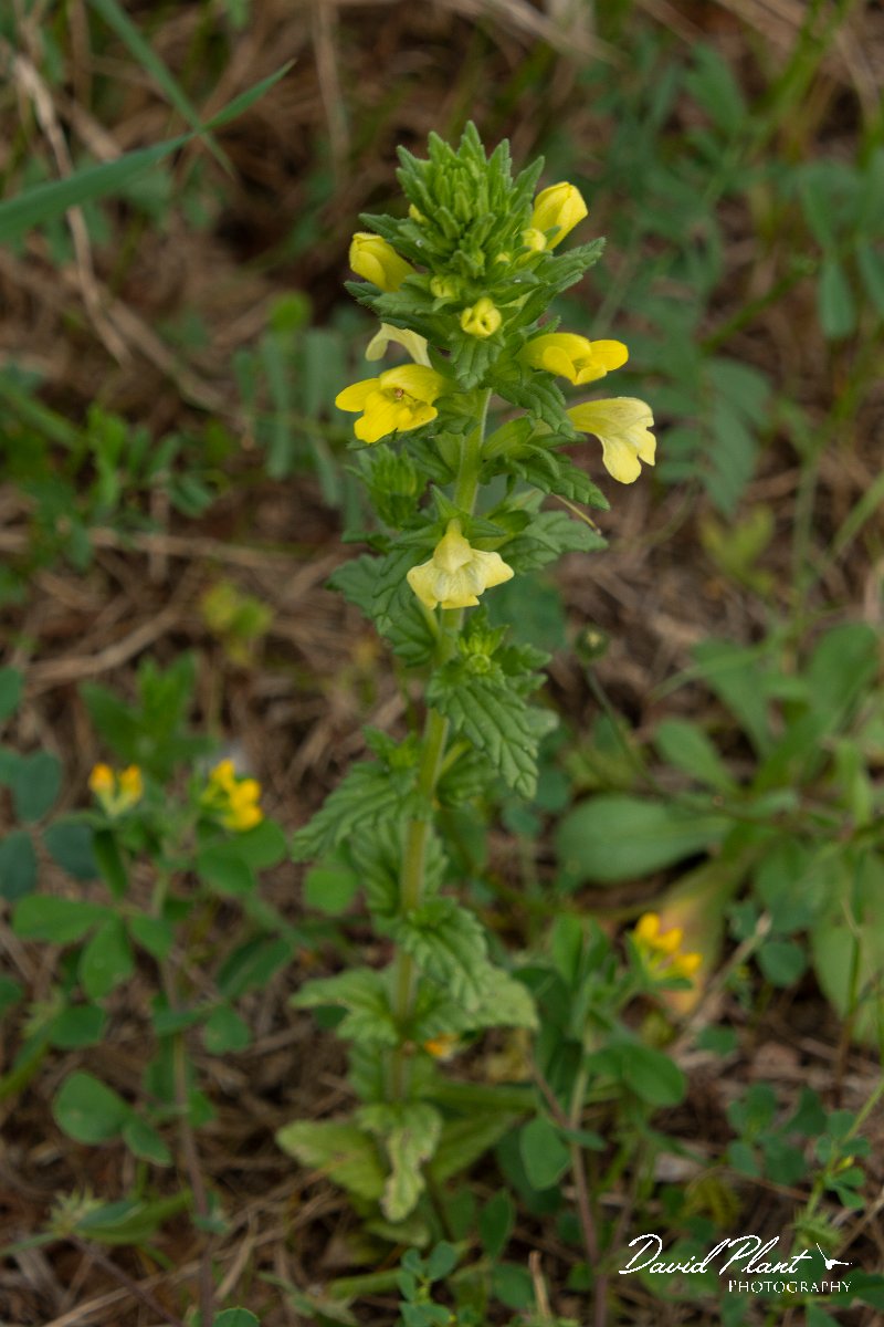 DPPhotography - Mallorca - Parentucellia viscosa - A.jpg - Parentucellia viscosa - Pollenca back lanes, Mallorca