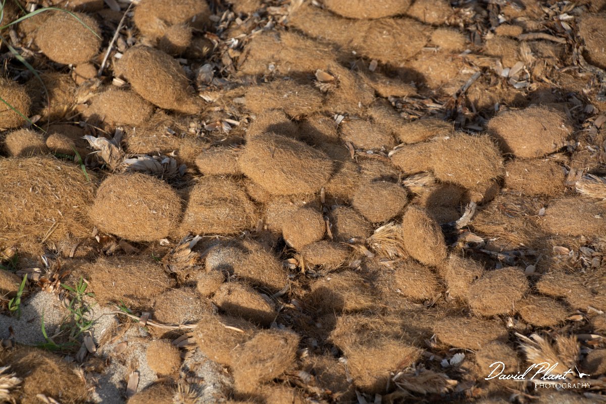 DPPhotography - Mallorca - Posidonia oceanica - A.jpg - Posidonia oceanica - Son Serra de Marina sand dunes, Mallorca