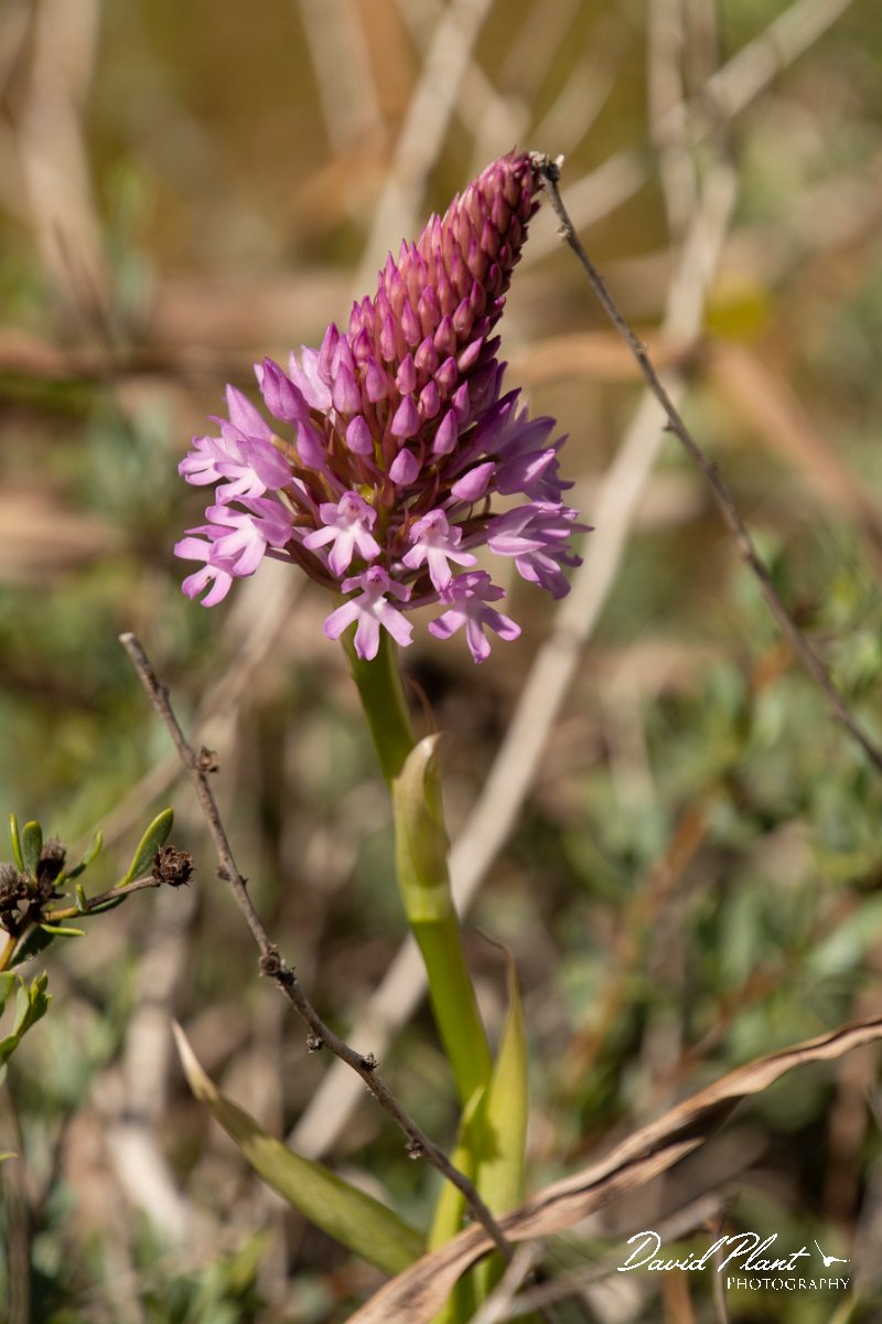 DPPhotography - Mallorca - Pyramidal orchid, Anacamptis pyramidalis - B.jpg - Pyramidal orchid, Anacamptis pyramidalis - Cap de Cala Figuera, Mallorca