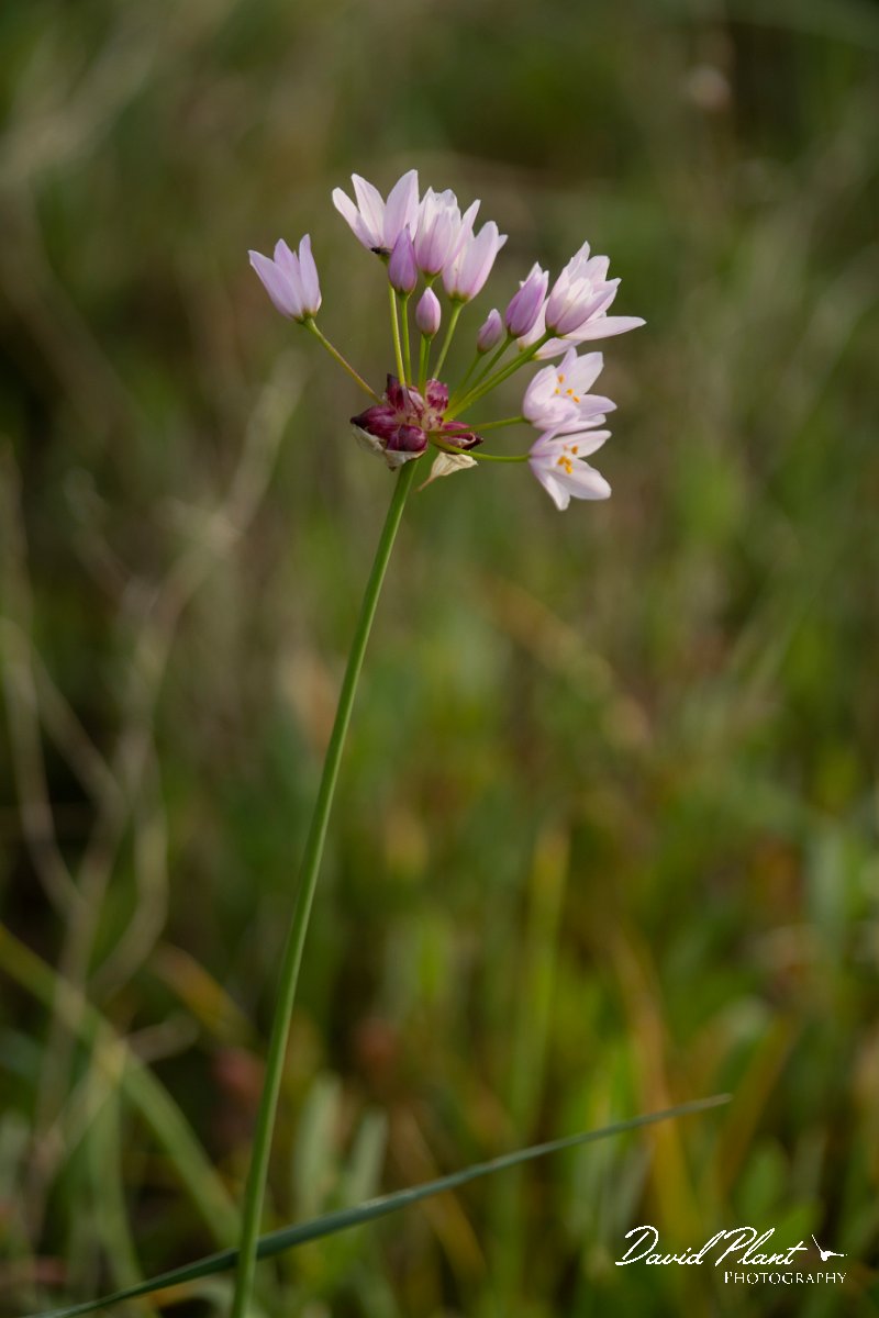 DPPhotography - Mallorca - Rosy garlic, Allium roseum - A.jpg - Rosy garlic, Allium roseum - Pollenca back lanes, Mallorca