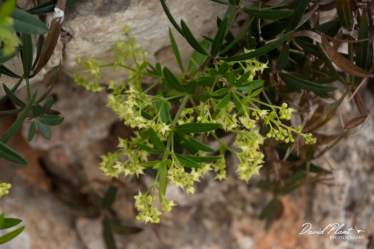 DPPhotography - Mallorca - Rubia peregrina - A.jpg - Rubia peregrina - Cala Mondrago, Mallorca