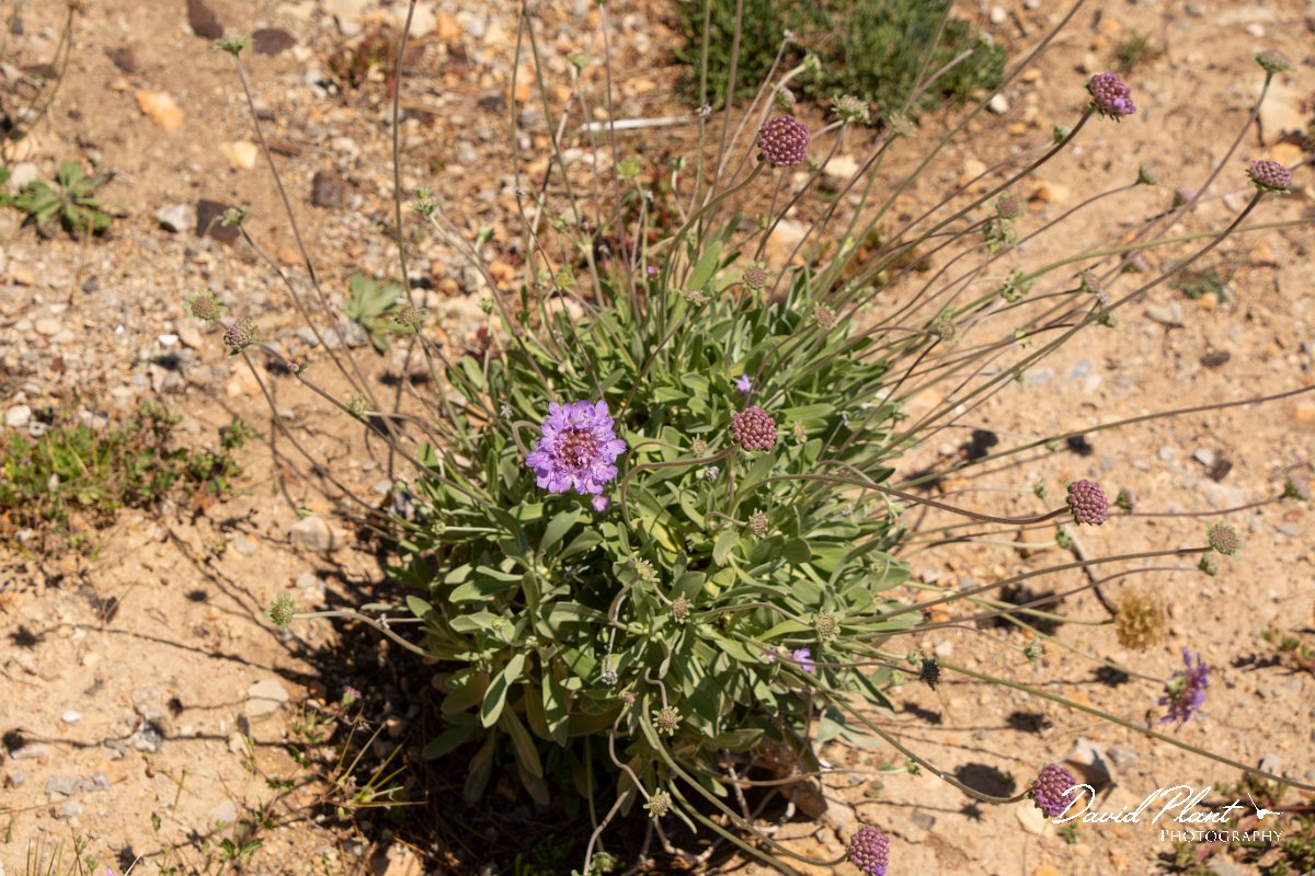 DPPhotography - Mallorca - Scabiosa cretica - A.jpg - Scabiosa cretica - Sa Dragonera, Mallorca