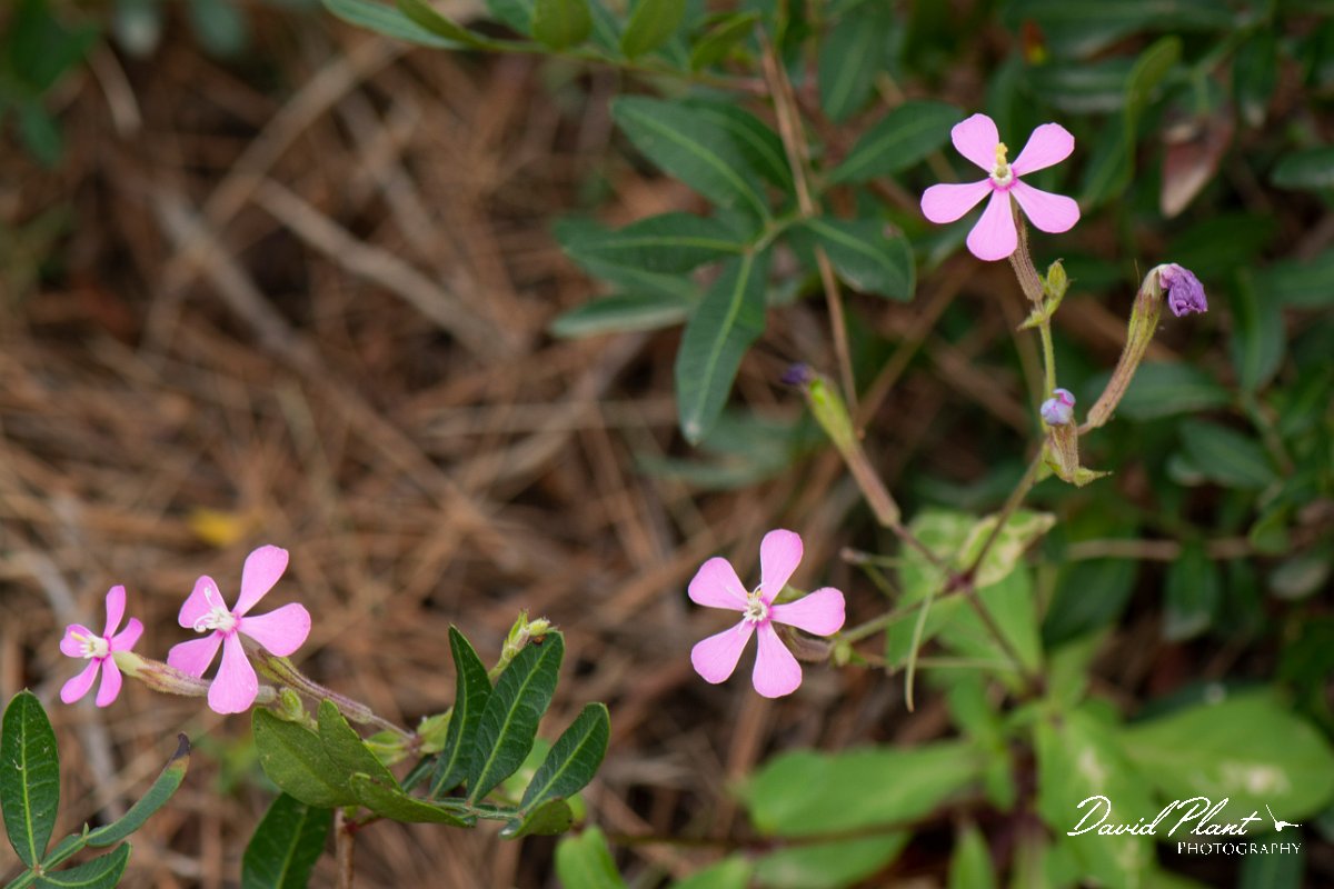 DPPhotography - Mallorca - Silene pseudoatocion - A.jpg - Silene pseudoatocion - Betlam coast, Mallorca