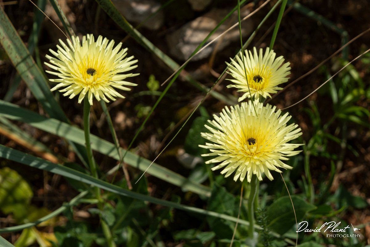 DPPhotography - Mallorca - Urospermum dalechampii - A.jpg - Urospermum dalechampii - Betlam coast, Mallorca