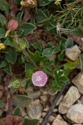 DPPhotography - Mallorca - Althaea hirsuta - A