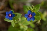 DPPhotography - Mallorca - Anagallis foemina - A