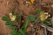 DPPhotography - Mallorca - Anthyllis tetraphylla - B