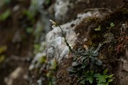 DPPhotography - Mallorca - Arabis collina - B
