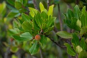 DPPhotography - Mallorca - Arbutus unedo - A