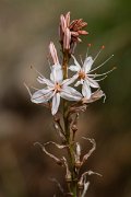 DPPhotography - Mallorca - Asphodelus aestivus - C