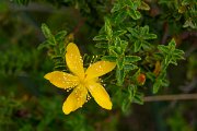 DPPhotography - Mallorca - Balearic St Johnswort, Hypericum balearicum - A