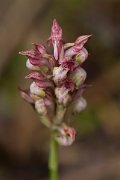DPPhotography - Mallorca - Bug orchid, Anacamptis coriophora - B
