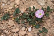 DPPhotography - Mallorca - Calystegia soldanella - A