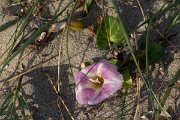 DPPhotography - Mallorca - Calystegia soldanella - B