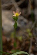 DPPhotography - Mallorca - Centaurium bianoris - A