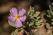 DPPhotography - Mallorca - Cistus albidus - A