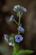 DPPhotography - Mallorca - Cynoglossum creticum - A