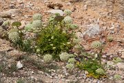 DPPhotography - Mallorca - Daucus carota majoricus - C