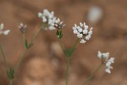 DPPhotography - Mallorca - Dorycnium pentaphyllum - B