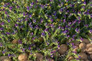 DPPhotography - Mallorca - Echium sabulicola - A