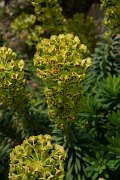 DPPhotography - Mallorca - Euphorbia characias - B