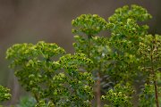 DPPhotography - Mallorca - Euphorbia characias - C
