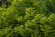 DPPhotography - Mallorca - Euphorbia characias - D