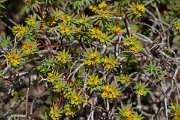 DPPhotography - Mallorca - Euphorbia dendroides - A