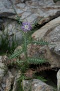 DPPhotography - Mallorca - Galactites tomentosa - A