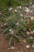 DPPhotography - Mallorca - Galactites tomentosa - B