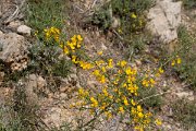 DPPhotography - Mallorca - Genista lucida - A