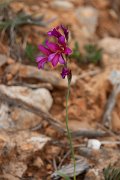 DPPhotography - Mallorca - Gladiolus illyricus - A