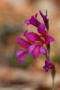 DPPhotography - Mallorca - Gladiolus illyricus - B