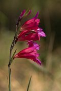 DPPhotography - Mallorca - Gladiolus italica - A