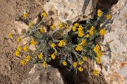 DPPhotography - Mallorca - Helichrysum stoechas - A