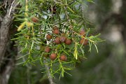 DPPhotography - Mallorca - Juniperus oxycedrus ssp. macrocarpa - A